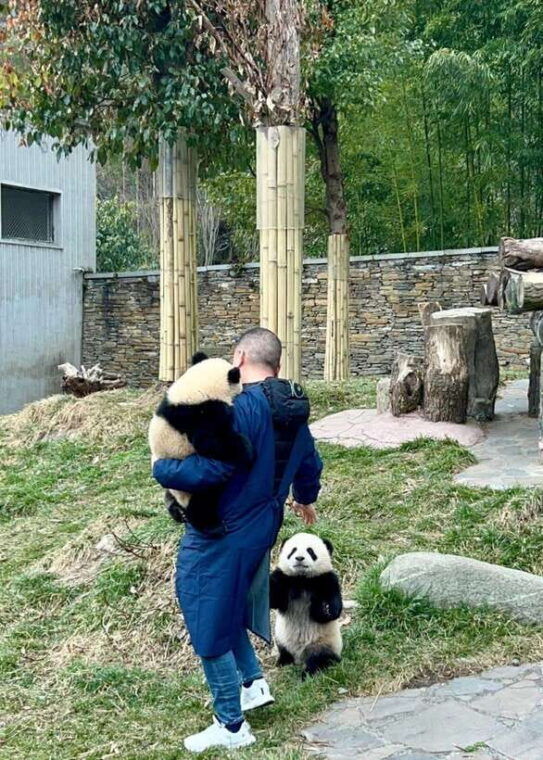 chengdu-hidden-wonders-day-tour-with-wolong-panda-base