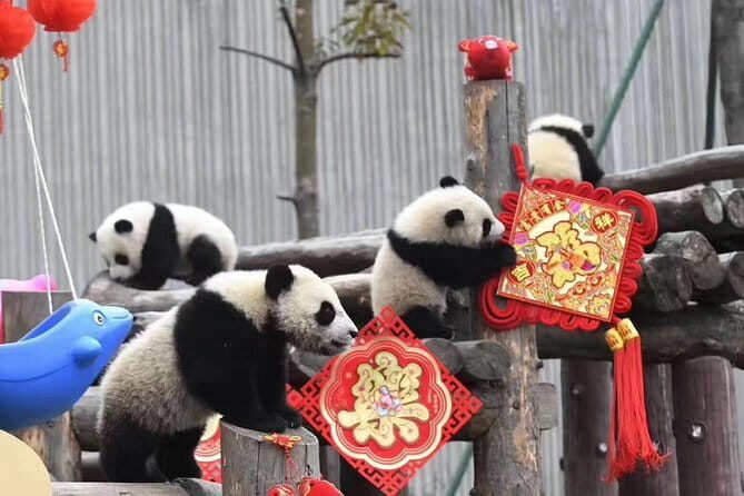Chengdu Kung Fu Panda Tour Tai Chi, Martial Arts and Panda Base - Authentic Experiences and Local Insights