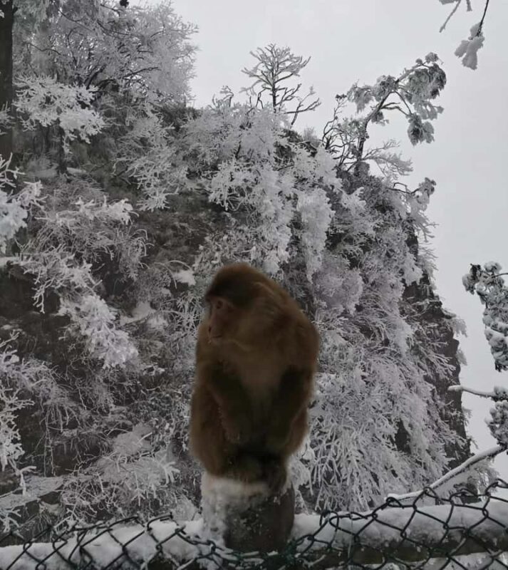 Chengdu: Leshan Giant Buddha & Mount Emei 2-Day Culture Tour - A Deep Dive into the Itinerary and Highlights