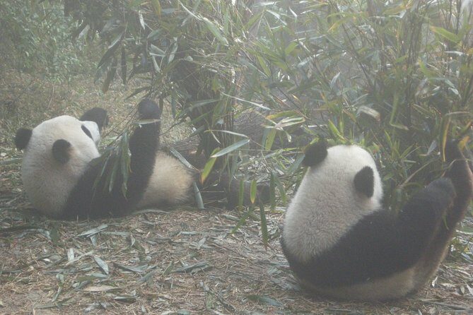 Chengdu Panda Base and Drop off Chengdu Railway Station Day Tour - Key Points