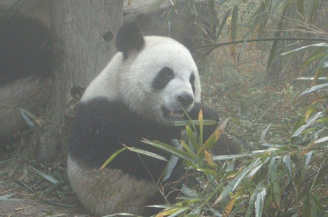 Chengdu Panda Base and Drop off Chengdu Railway Station Day Tour - Authentic Insights from Reviews