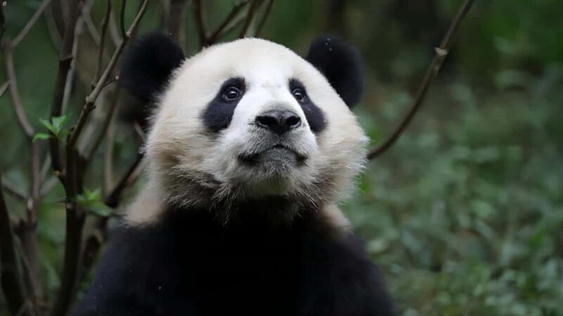 chengdu-panda-base-and-dujiangyan-one-day-private-tour