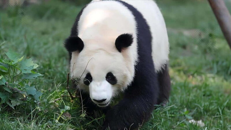 chengdu-panda-base-and-dujiangyan-one-day-private-tour