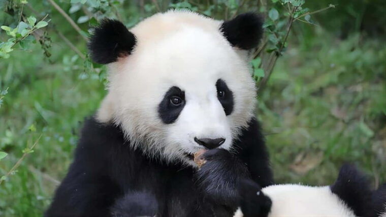 chengdu-panda-base-and-dujiangyan-one-day-private-tour