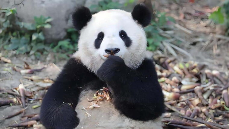 chengdu-panda-base-and-dujiangyan-one-day-private-tour
