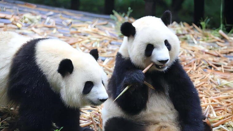 chengdu-panda-base-and-dujiangyan-one-day-private-tour