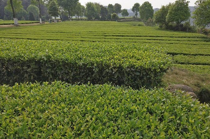 Chengdu panda base and Leshan Giant Buddha one day tour - Final Thoughts