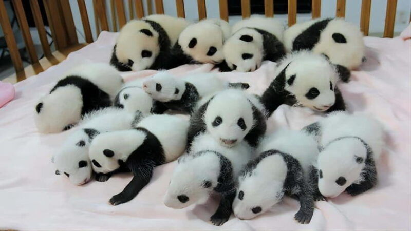 chengdu-panda-base-and-leshan-giant-buddha-one-day-tour