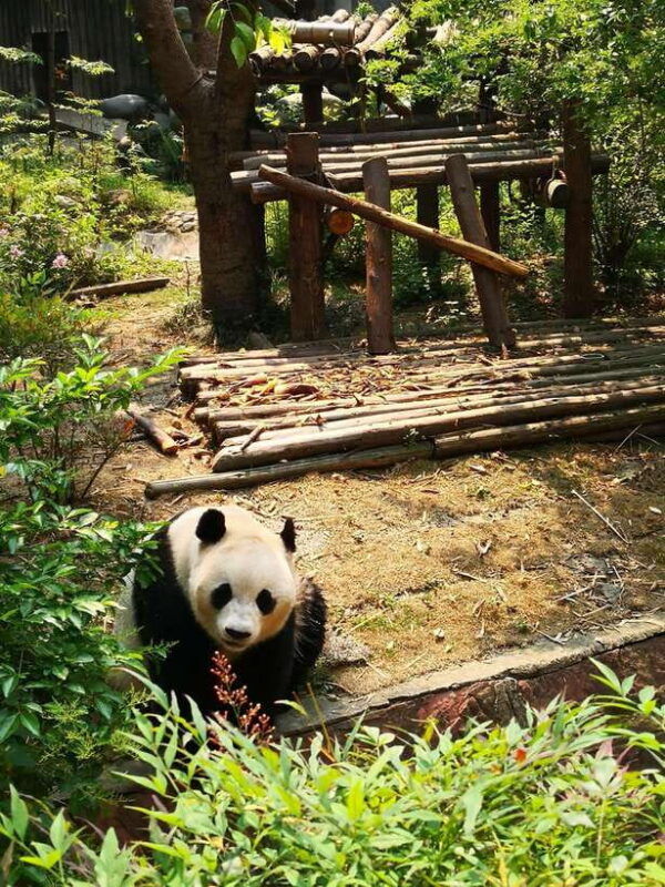chengdu-panda-base-and-leshan-giant-buddha-one-day-tour