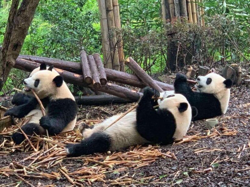 chengdu-panda-base-and-leshan-giant-buddha-one-day-tour