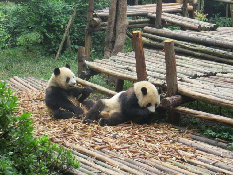 chengdu-panda-base-and-leshan-giant-buddha-one-day-tour