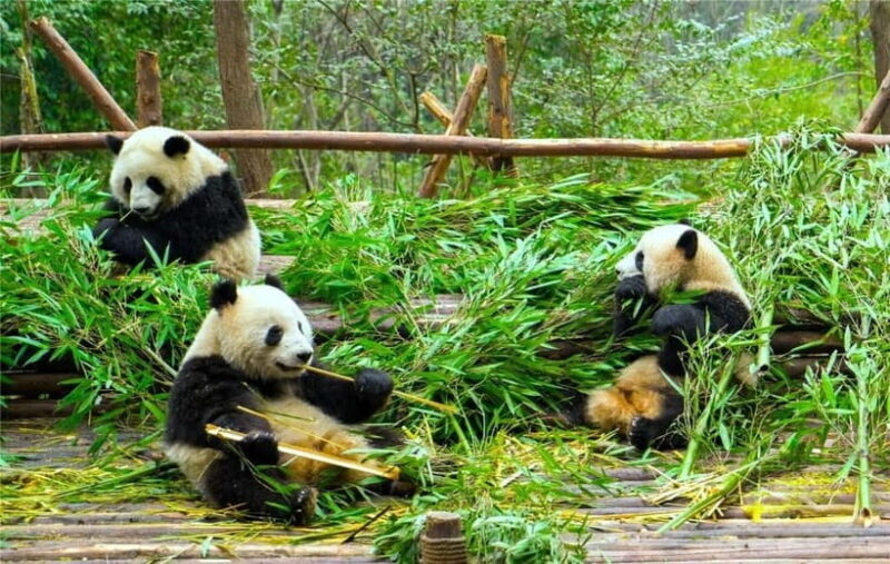 Chengdu Panda Base and Luodai Ancient Town One-Day Tour - The Itinerary Breakdown