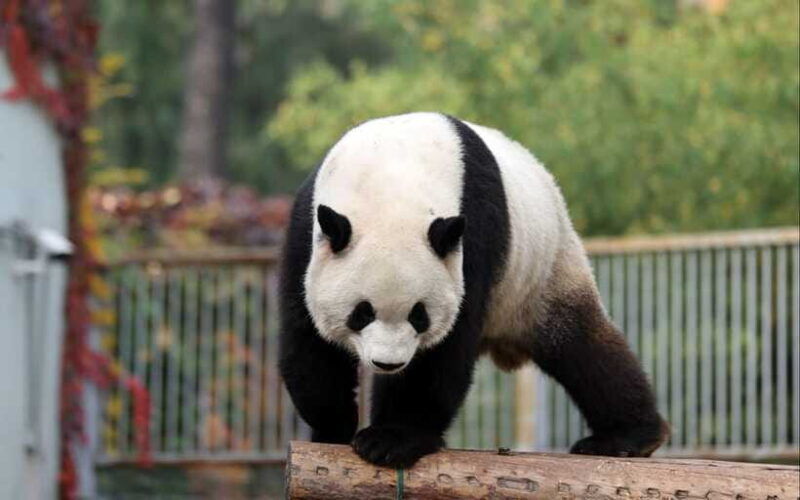 chengdu-panda-base-half-day-group-tour