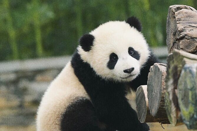 Chengdu Panda Base Half-Day Tour Optional Sichuan Opera Face - Key Points