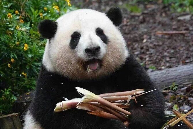 Chengdu Panda Base Half-Day Tour Optional Sichuan Opera Face - FAQ
