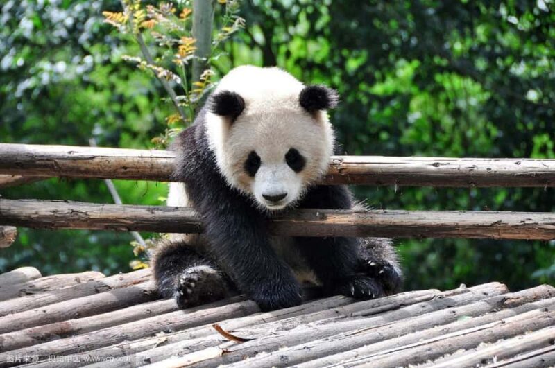 Chengdu: Panda Base Half-day Tour or Panda & Buddha Day Tour - Introduction