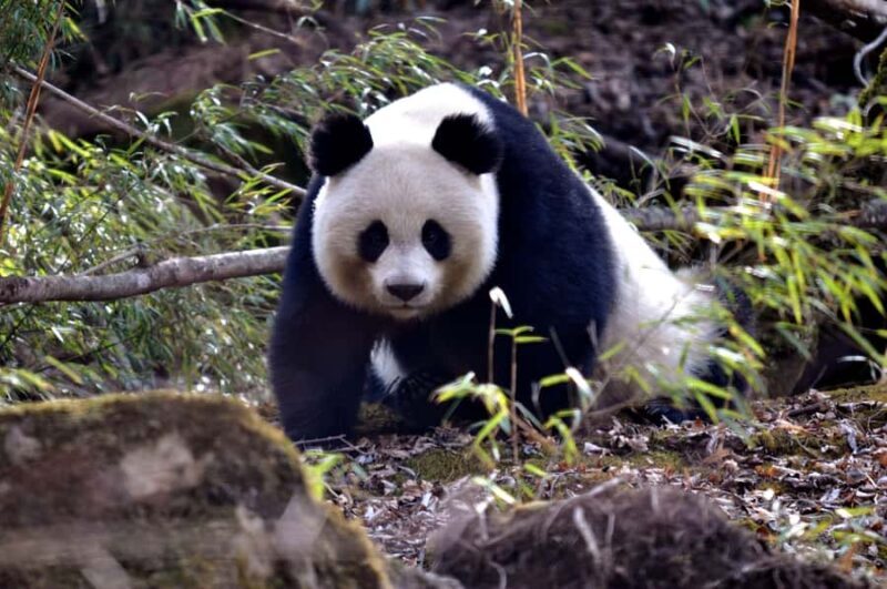 Chengdu: Panda Base Half-day Tour or Panda & Buddha Day Tour - Key Points
