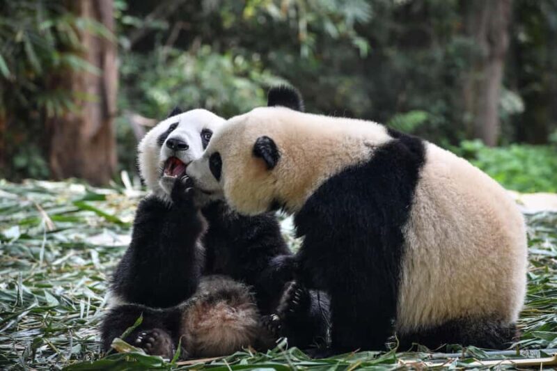 Chengdu: Panda Base Half-day Tour or Panda & Buddha Day Tour - Transportation and Group Size