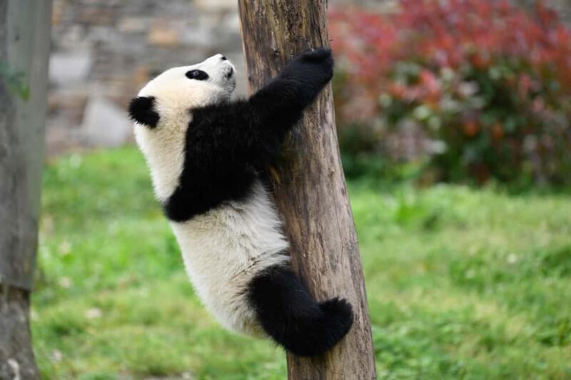 Chengdu: Panda Base Half-day Tour or Panda & Buddha Day Tour - FAQ