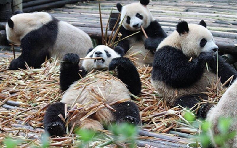 chengdu-panda-base-half-day-tour