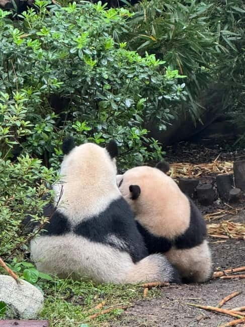 Chengdu: Panda Base/Leshan Buddha/Emei/City Day Tour-Options - Exploring the Chengdu Experience in Depth