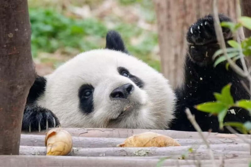 Chengdu: Panda Base, Sichuan Cuisine Museum, & Cooking Class - A Detailed Look at the Tour Experience