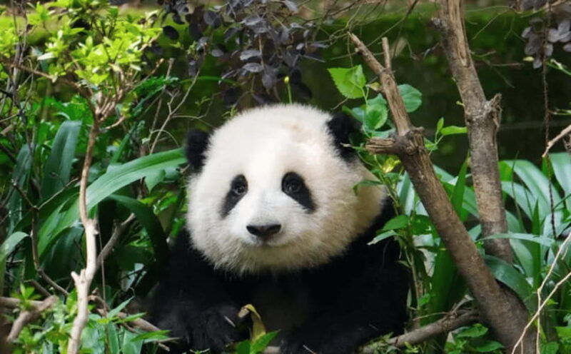 chengdu-panda-base-tour-ticket-only-option