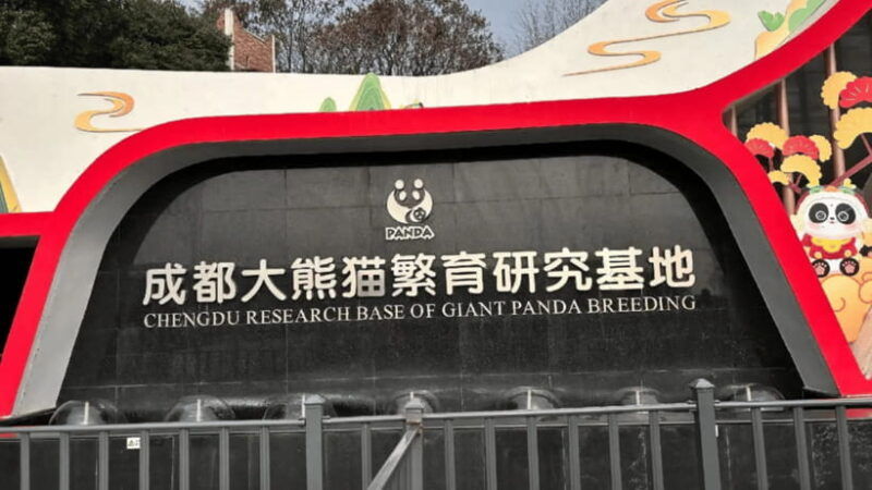 chengdu-panda-base-tour-ticket-only-option