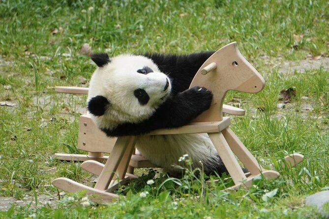 Chengdu: Panda Center Layover transfer from CTU/TFU Airport - Key Points