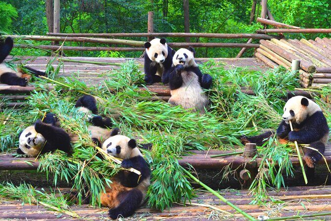Chengdu Panda & Leshan Giant Buddha Premium Private Day Tour - Authentic Experiences and Local Insights