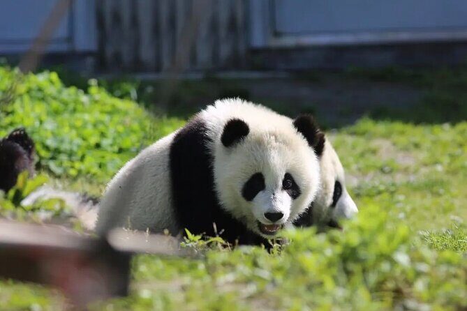 Chengdu Panda & Leshan Giant Buddha Premium Private Day Tour - Price and Value