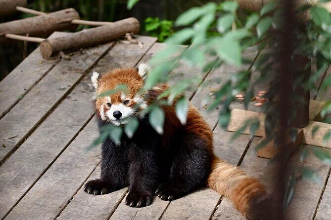 Chengdu Panda Park Bus Tour with Option Leshan Giant Buddha - FAQ