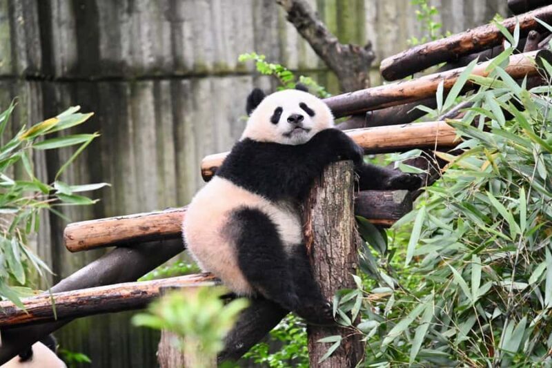 Chengdu: Panda Park & Optional Leshan Giant Buddha Tour - Chengdu: Panda Park & Optional Leshan Giant Buddha Tour