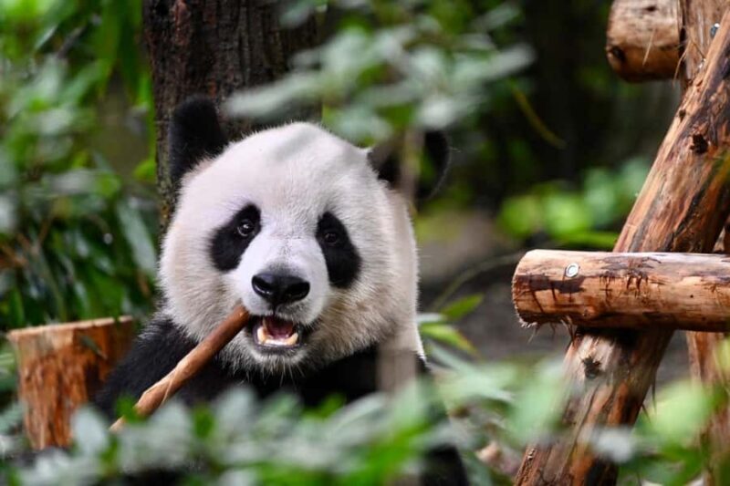 Chengdu: Panda Park & Optional Leshan Giant Buddha Tour - Authentic Experiences and Review Insights