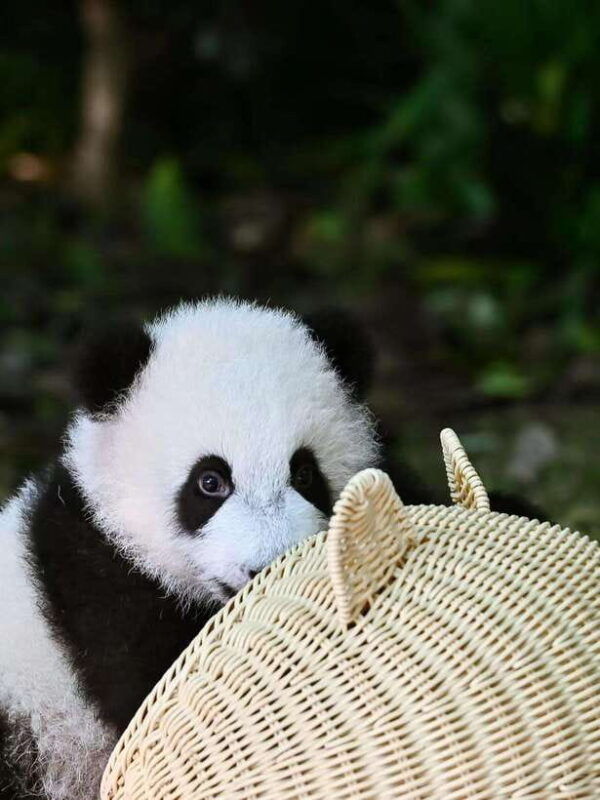 chengdu-panda-research-base-ticket-or-private-transfer-tour