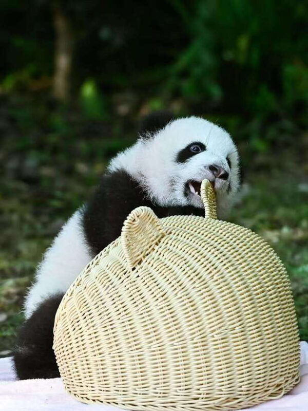 chengdu-panda-research-base-ticket-or-private-transfer-tour