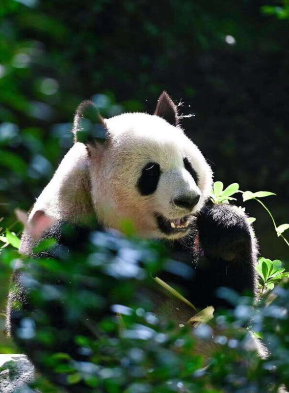 chengdu-panda-research-base-ticket-or-private-transfer-tour