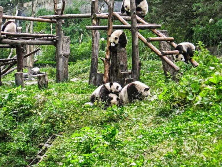 chengdu-panda-research-base-ticket-or-private-transfer-tour