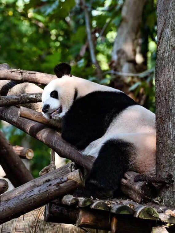 chengdu-panda-research-base-ticket-or-private-transfer-tour