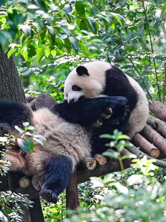 chengdu-panda-research-base-ticket-or-private-transfer-tour