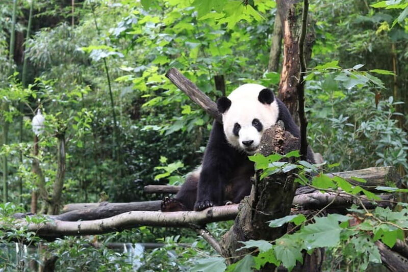Chengdu: Panda Research Base Ticket or Volunteer Day Trip - Key Points