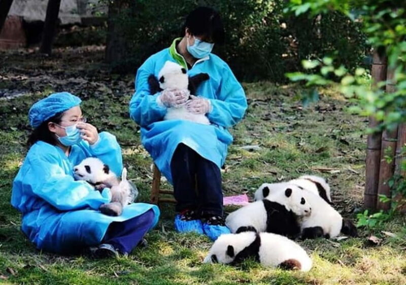 Chengdu: Panda Research Base Ticket or Volunteer Day Trip - An Overview of the Tour