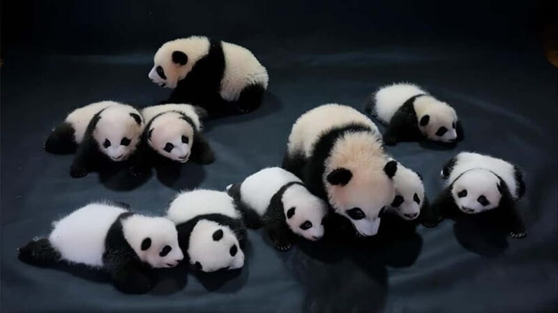 Chengdu: Panda Research Base Ticket or Volunteer Day Trip - Optional Volunteer Day Trips: Hands-On Panda Conservation