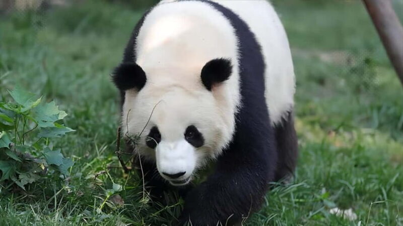 Chengdu: Panda Research Base Ticket or Volunteer Day Trip - Authentic Insights from Reviews