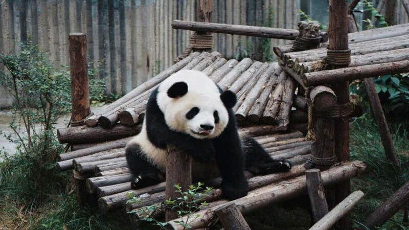 Chengdu: Pandas, Tea Life & Face-Changing Leisure Tour - Key Points