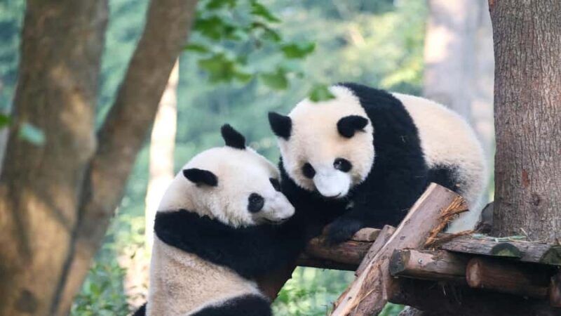 Chengdu: Pandas, Tea Life & Face-Changing Leisure Tour - Exploring Chengdu: Pandas at the Heart of the Experience