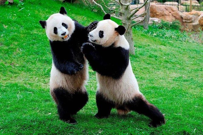 Chengdu Private Day Tour to Panda Base with Optional Volunteer - The Itinerary: What to Expect
