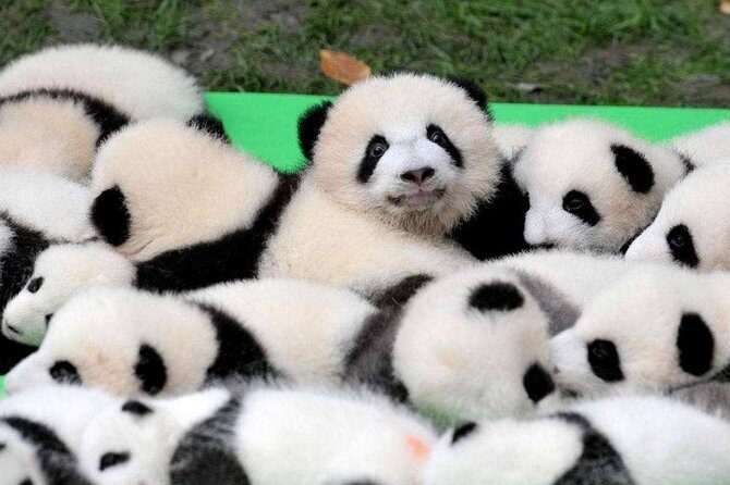 Chengdu Private Day Tour to Panda Base with Optional Volunteer - What’s Included and What’s Not