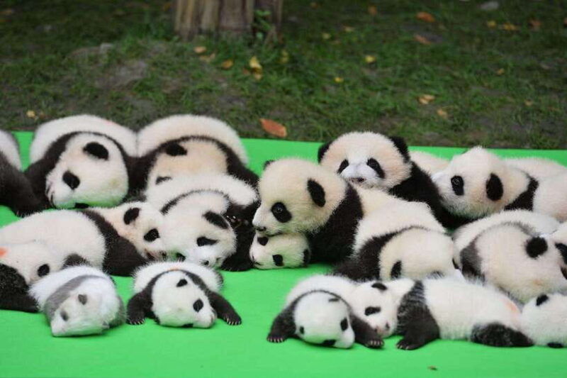 chengdu-private-kung-fu-panda-movie-tour-with-guide