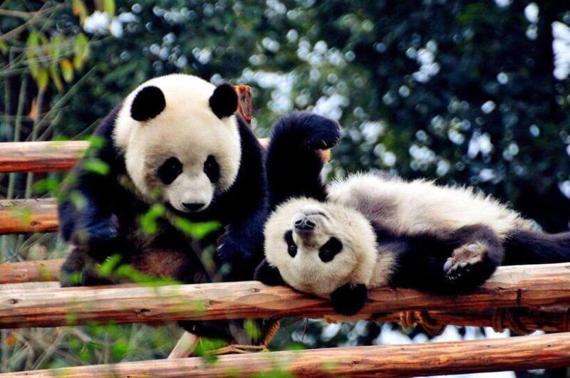 chengdu-private-kung-fu-panda-movie-tour-with-guide